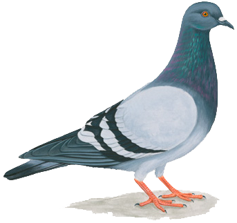 rock pigeon image with newsletter sign-up
