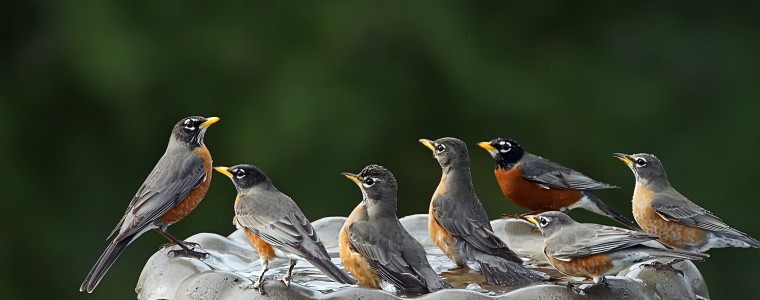 American Robins on birdbath