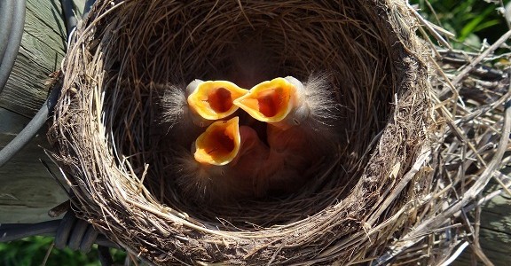 Chicks calling for food with their fully open beaks at their nest