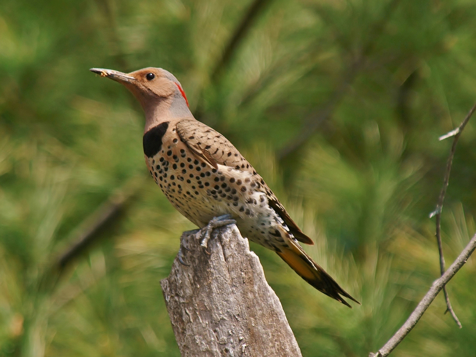 What Is A Flock Of Flickers Called