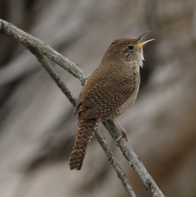 HouseWren MikeMiller ML93475651 Celebrate Urban Birds