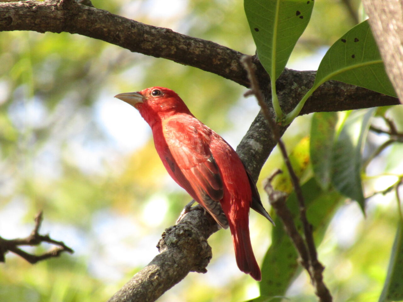 Tanager perched in a tre