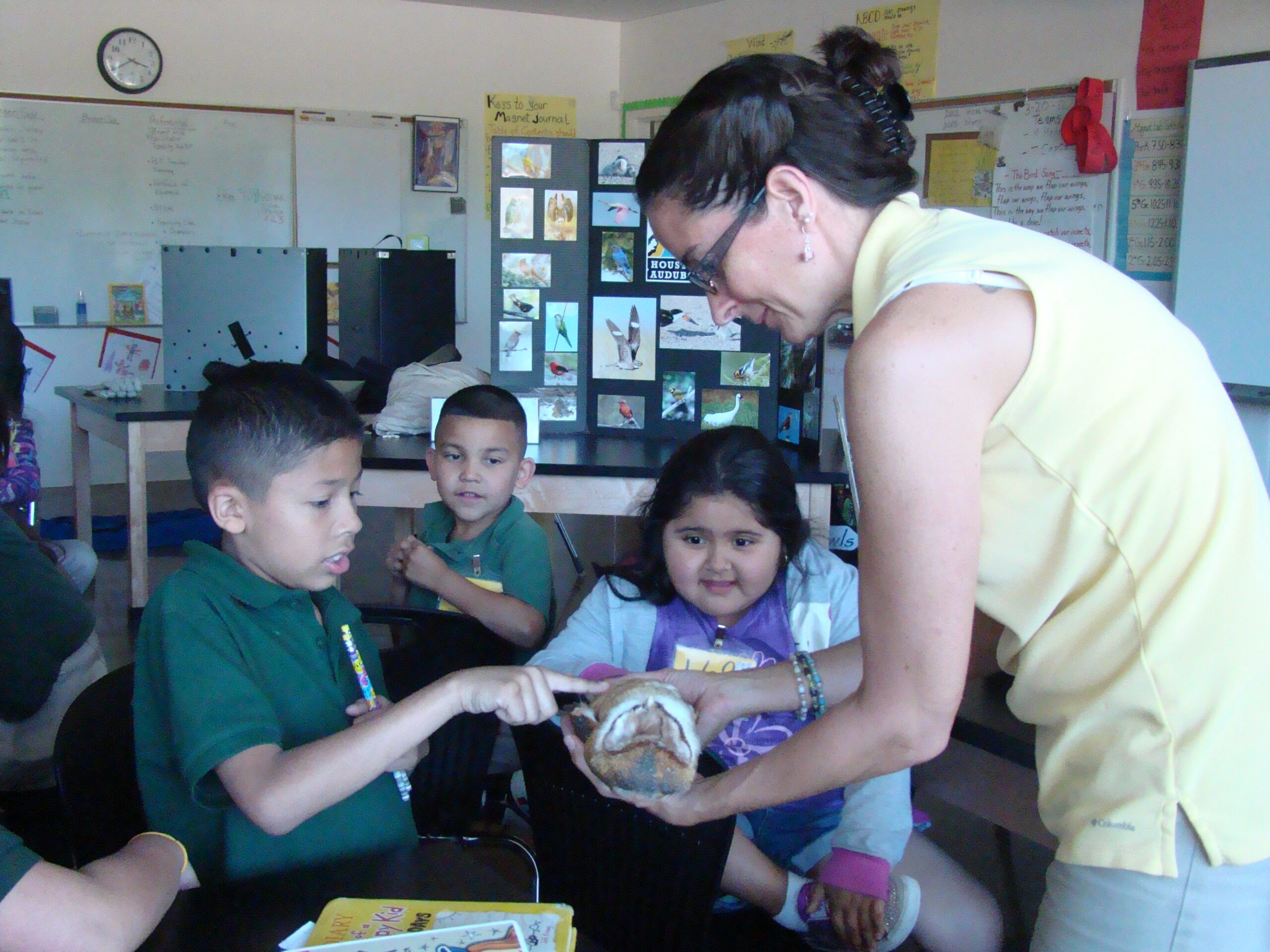 Barn Owl lesson