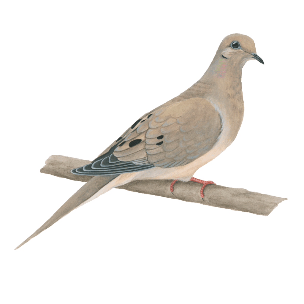 Mourning dove