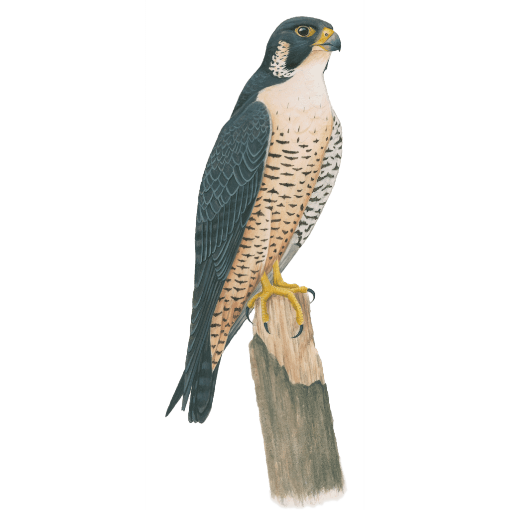Peregrine falcon