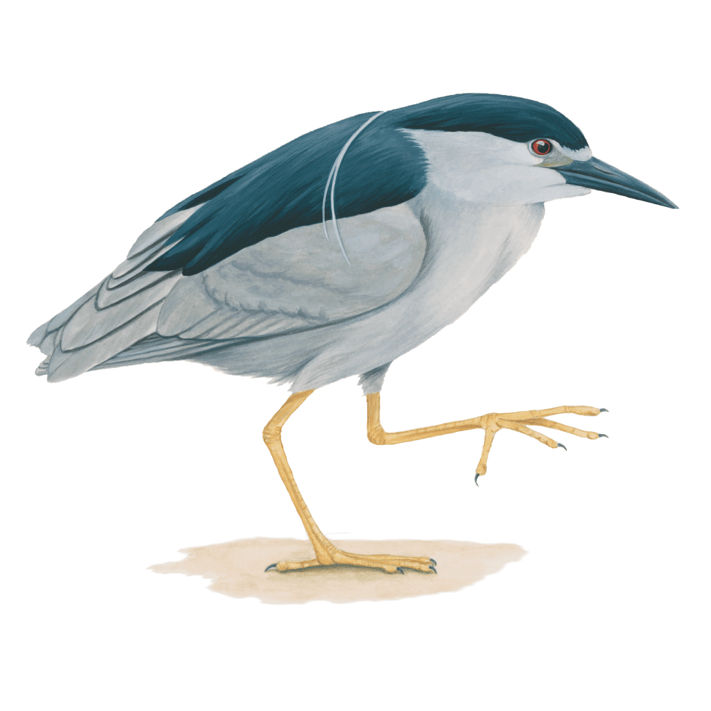 Black-crowned night heron
