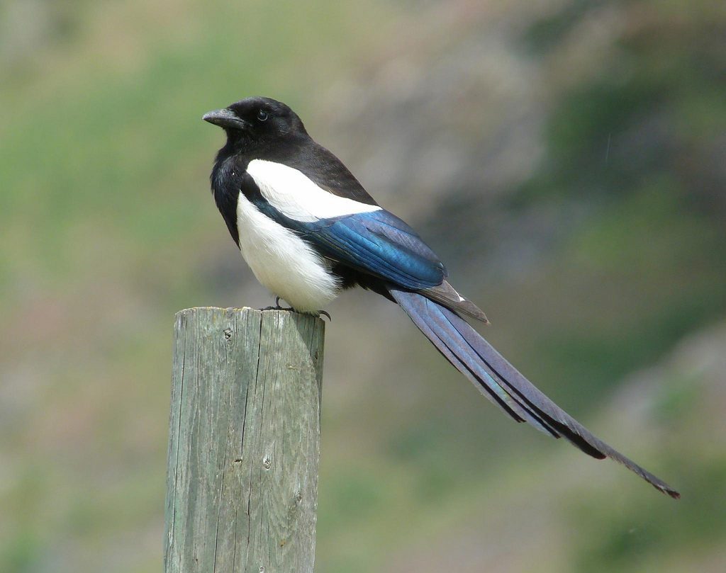 Black-billed magpie