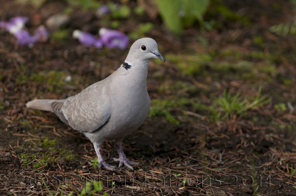 Eurasian Collared Dove