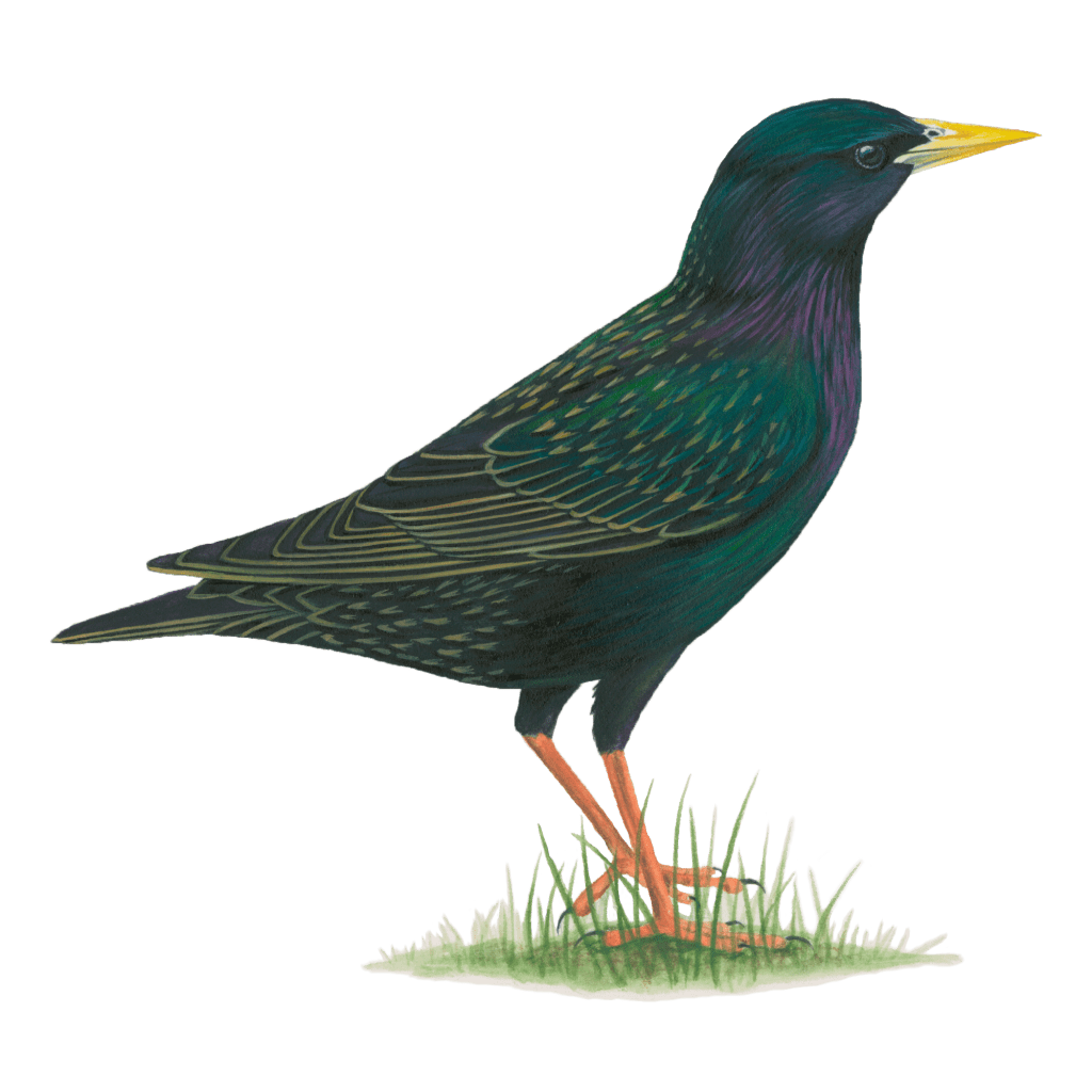 European starling