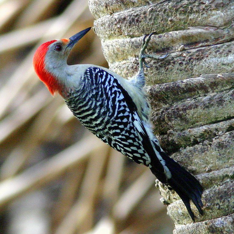 Red-bellied woodpecker