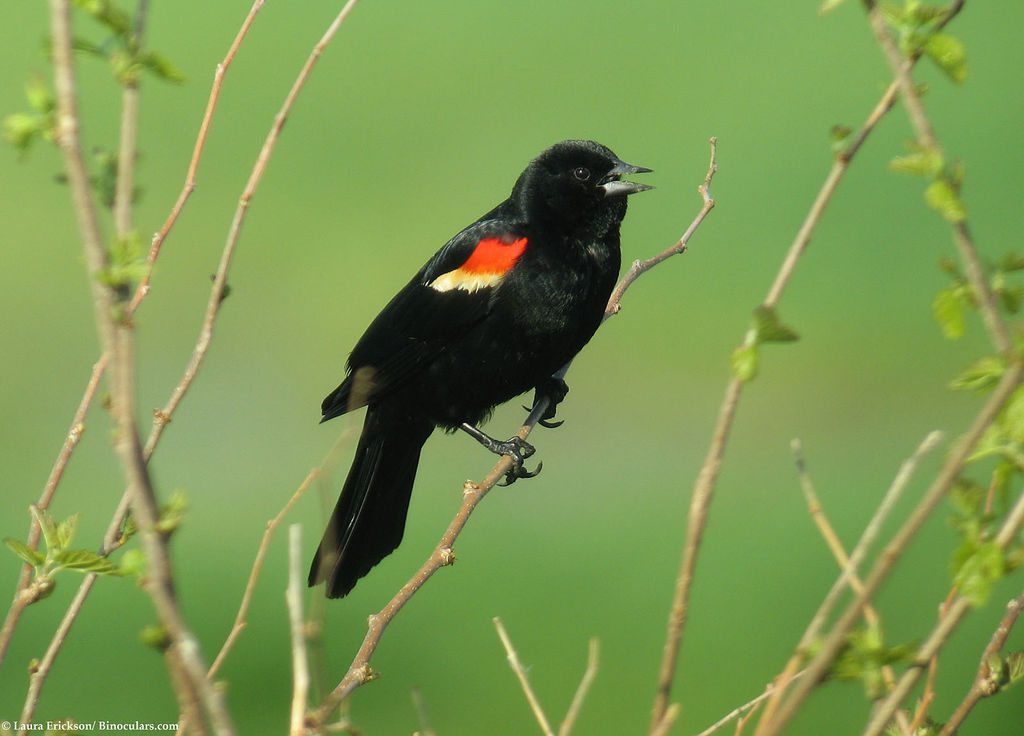 Red-winged blackbird