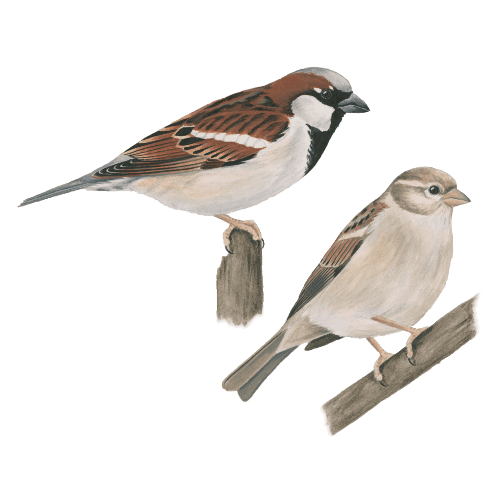 House sparrow