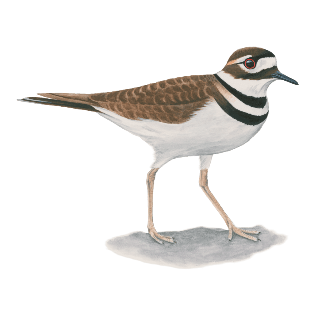 Killdeer