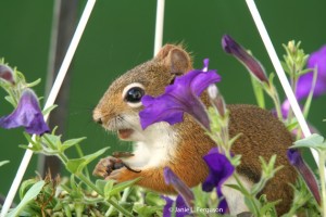 Photo of a squirrel in a bird feeder by Janie Ferguson