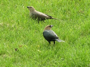 Male and Female Cowbird on Grass