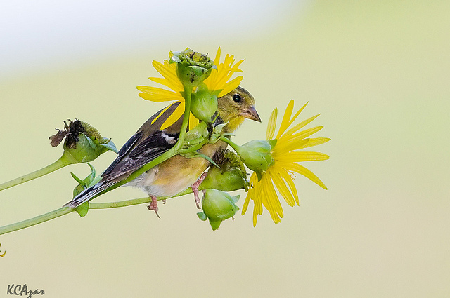 Goldfinch perched on flowers
