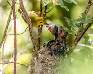 Yellow Warbler Feeding Cowbird Chicks