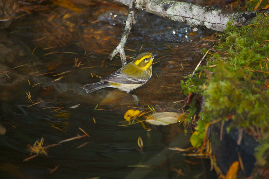 Warbler bathing in a natural puddle