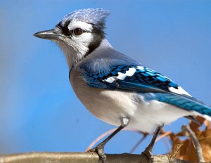 Photo of a Blue Jay