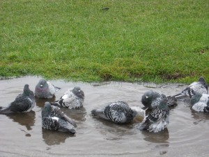 Pigeons preening in a puddle