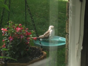 Hawk at birdbath in back yard