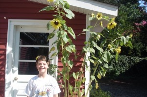 SPARK sunflowers