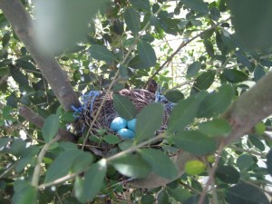 An American Robin's nest