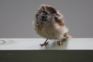 Photo of a House Sparrow on a deck