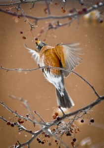 Photo of an American Robin stretching for food.