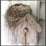 Nido de plataforma en el techo de una caja nido