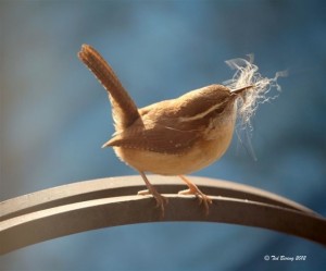 Carolina Wren collecting materials for building its nest