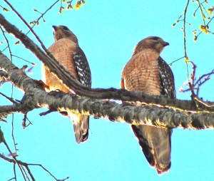 Photo of Two Red Shoulder Hawks