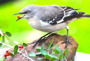Photo of Northern Mockingbird