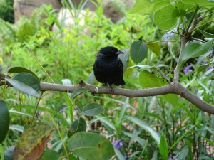 Photo of Black Bird