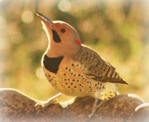 Photo of Yellow-shafted Northern Flicker