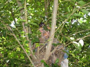 Nest of an American Robin