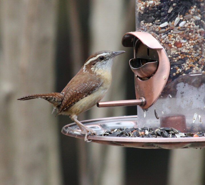 Carolina Wren perched on a tube feeder.