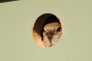 Gorrión Domestico asomado a la entrada de su caja nido