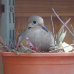 Mourning Dove nesting on a plant pot