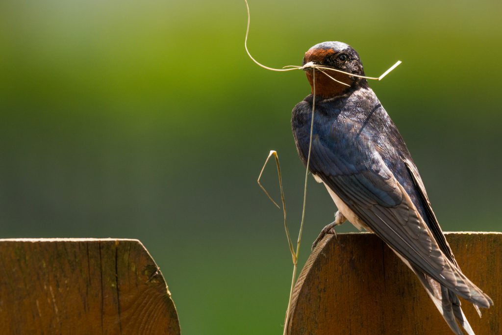 Ofreciendo Materiales y Cajas para Anidar | Celebrate Urban Birds