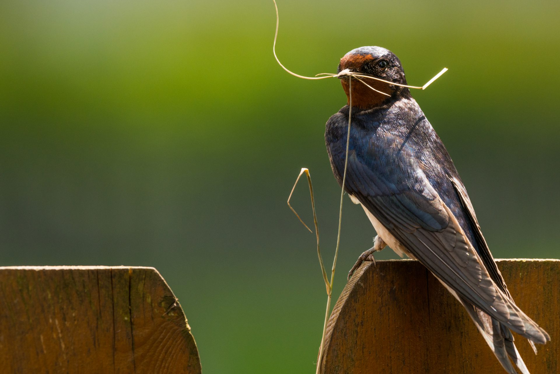 Barn Swallow with nesting material