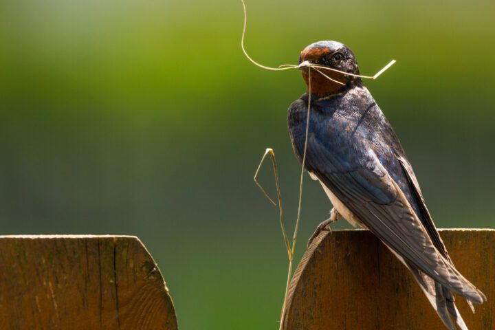 Barn Swallow with nesting material