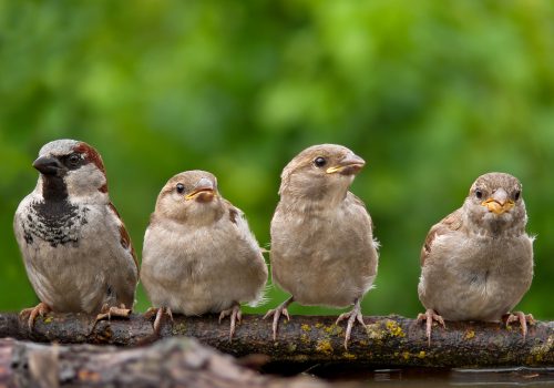 House Sparrow with chicks