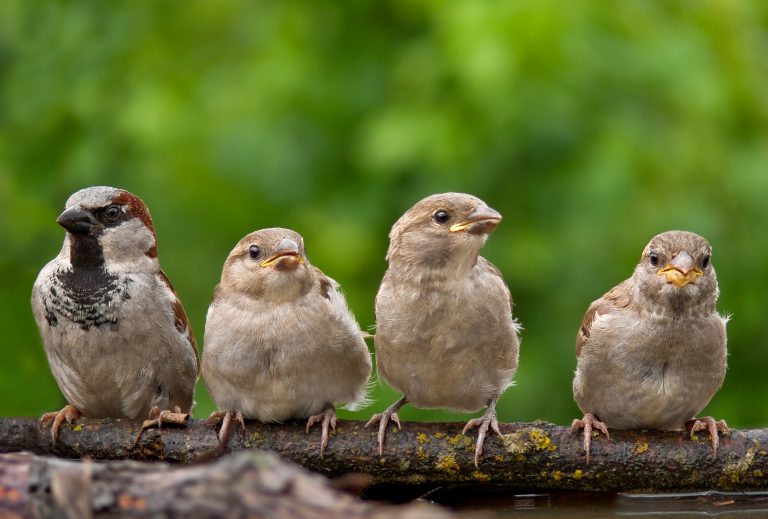 Tricky Bird Identification Tips 