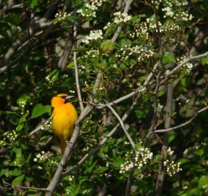 yellow bird perched on a tree branch