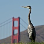 Photo of a Golden Heron by the Golden Gate Bridge