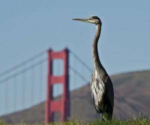Photo of a Golden Heron by the Golden Gate Bridge