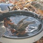 Bird bath on the ground with several birds
