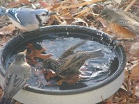 Bird bath on the ground with several birds