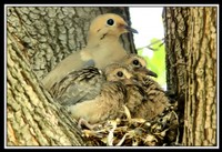 Mourning Doves in a nest on a tree